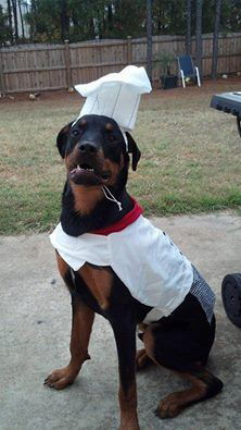 Rottweiler in a chef's hat